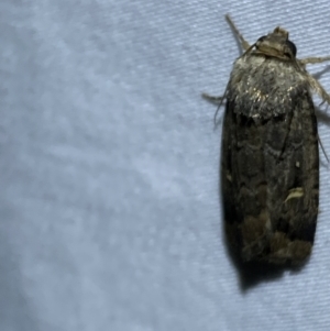 Proteuxoa microspila at Numeralla, NSW - 12 Mar 2022