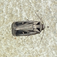 Proteuxoa undescribed nr paragypsa (A Noctuid moth) at Numeralla, NSW - 12 Mar 2022 by Steve_Bok