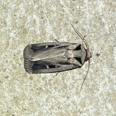 Proteuxoa undescribed species near paragypsa (A Noctuid moth) at Numeralla, NSW - 12 Mar 2022 by Steve_Bok