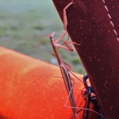 Tenodera australasiae (Purple-winged mantid) at Lake Burley Griffin West - 14 Mar 2022 by JohnBundock