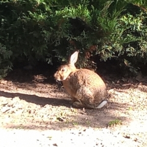 Oryctolagus cuniculus at Parkes, ACT - 14 Mar 2022