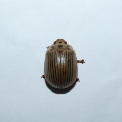 Paropsisterna intacta (Eucalyptus Leaf Beetle) at Jindabyne, NSW - 13 Mar 2022 by Amata