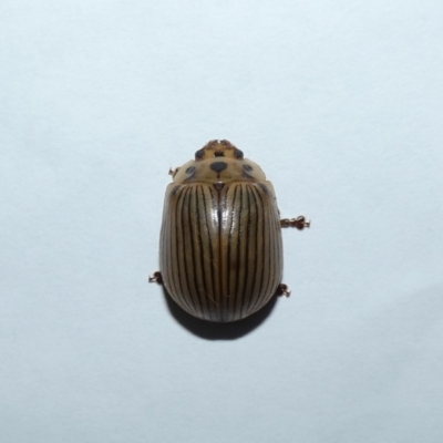 Paropsisterna intacta (Eucalyptus Leaf Beetle) at Jindabyne, NSW - 13 Mar 2022 by Amata