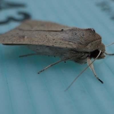 Mythimna (Pseudaletia) convecta (Common Armyworm) at Yass River, NSW - 13 Mar 2022 by SenexRugosus