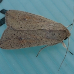 Mythimna (Pseudaletia) convecta at Yass River, NSW - 13 Mar 2022