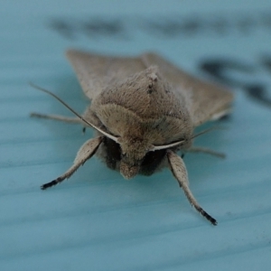 Mythimna (Pseudaletia) convecta at Yass River, NSW - 13 Mar 2022 03:55 PM