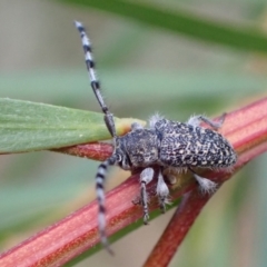 Ancita sp. (genus) (Longicorn or longhorn beetle) at Murrumbateman, NSW - 13 Mar 2022 by SimoneC
