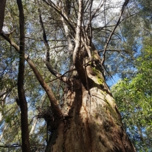 Eucalyptus radiata subsp. robertsonii at Lower Cotter Catchment - 14 Mar 2022
