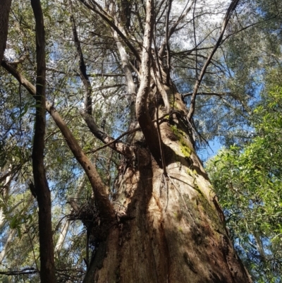 Eucalyptus radiata subsp. robertsonii (Robertson's Peppermint) at Lower Cotter Catchment - 14 Mar 2022 by danswell