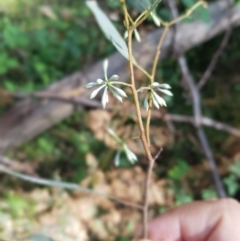 Eucalyptus radiata subsp. robertsonii at Lower Cotter Catchment - 14 Mar 2022