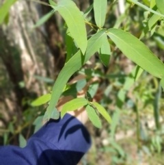 Eucalyptus radiata subsp. robertsonii at Lower Cotter Catchment - 14 Mar 2022