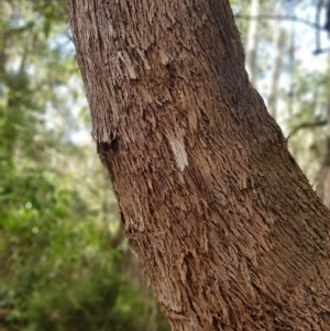 Eucalyptus radiata subsp. robertsonii at Lower Cotter Catchment - 14 Mar 2022