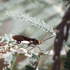 Trilaccus mimeticus (Braconid-mimic plant bug) at Murrumbateman, NSW - 13 Mar 2022 by SimoneC