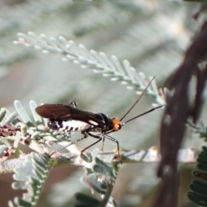 Trilaccus mimeticus at Murrumbateman, NSW - 13 Mar 2022