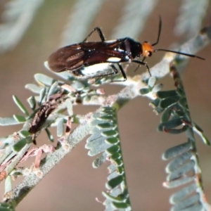 Trilaccus mimeticus at Murrumbateman, NSW - 13 Mar 2022