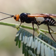 Callibracon capitator (White Flank Black Braconid Wasp) at Murrumbateman, NSW - 13 Mar 2022 by SimoneC
