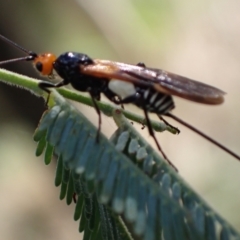 Callibracon capitator at Murrumbateman, NSW - 13 Mar 2022 04:24 PM