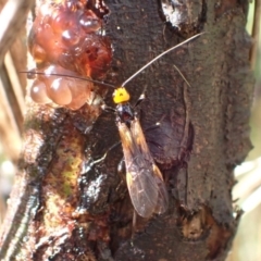 Callibracon capitator at Murrumbateman, NSW - 13 Mar 2022 04:24 PM