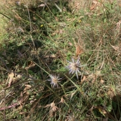 Eryngium ovinum (Blue Devil) at Hall, ACT - 14 Mar 2022 by Rosie