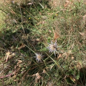 Eryngium ovinum at Hall, ACT - 14 Mar 2022