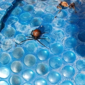 Latrodectus hasselti at Gowrie, ACT - 14 Mar 2022 03:56 PM