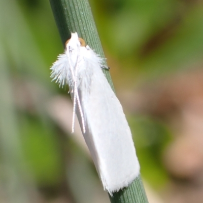 Tipanaea patulella (A Crambid moth) at Murrumbateman, NSW - 13 Mar 2022 by SimoneC