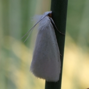 Tipanaea patulella at Murrumbateman, NSW - 13 Mar 2022 03:27 PM