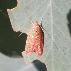 Syringoseca rhodoxantha (A Concealer moth (Wingia group)) at Murrumbateman, NSW - 12 Mar 2022 by SimoneC