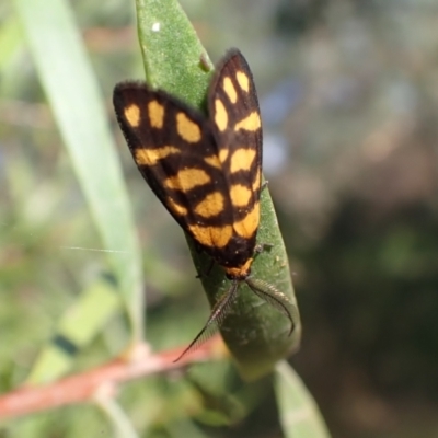 Asura lydia (Lydia Lichen Moth) at Murrumbateman, NSW - 13 Mar 2022 by SimoneC