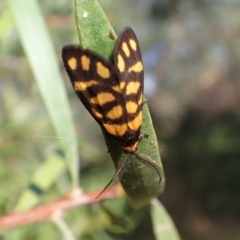 Asura lydia (Lydia Lichen Moth) at Murrumbateman, NSW - 13 Mar 2022 by SimoneC