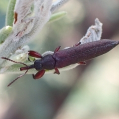 Rhinotia sp. (genus) at Murrumbateman, NSW - 14 Mar 2022