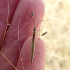 Mutusca brevicornis (A broad-headed bug) at Murrumbateman, NSW - 13 Mar 2022 by SimoneC