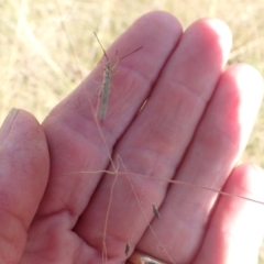 Mutusca brevicornis at Murrumbateman, NSW - 13 Mar 2022