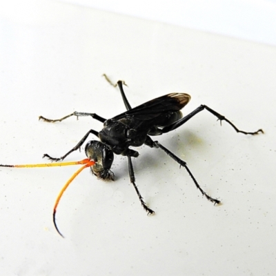 Fabriogenia sp. (genus) (Spider wasp) at Crooked Corner, NSW - 14 Mar 2022 by Milly