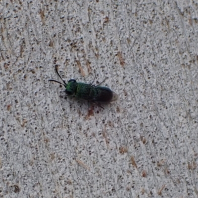 Primeuchroeus sp. (genus) (Cuckoo Wasp) at Murrumbateman, NSW - 12 Mar 2022 by SimoneC