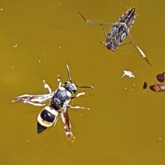 Eumeninae (subfamily) (Unidentified Potter wasp) at Gundaroo, NSW - 14 Mar 2022 by Gunyijan