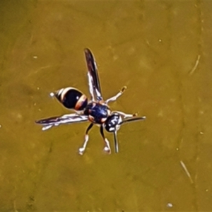 Eumeninae (subfamily) at Gundaroo, NSW - 14 Mar 2022 03:12 PM