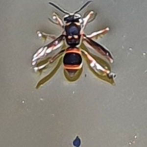 Eumeninae (subfamily) at Gundaroo, NSW - 14 Mar 2022 03:12 PM