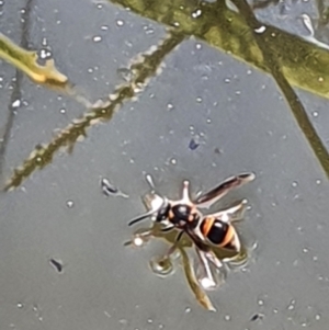 Eumeninae (subfamily) at Gundaroo, NSW - 14 Mar 2022 03:12 PM