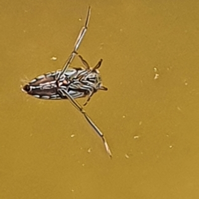 Enithares sp. (genus) (Backswimmer) at Gundaroo, NSW - 14 Mar 2022 by Gunyijan