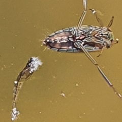 Enithares sp. (genus) at Gundaroo, NSW - 14 Mar 2022