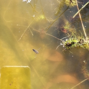 Enithares sp. (genus) at Gundaroo, NSW - 14 Mar 2022