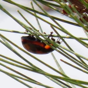 Paropsisterna beata at Hume, ACT - 14 Mar 2022