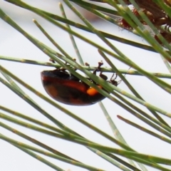 Paropsisterna beata (Eucalyptus leaf beetle) at Hume, ACT - 14 Mar 2022 by RodDeb