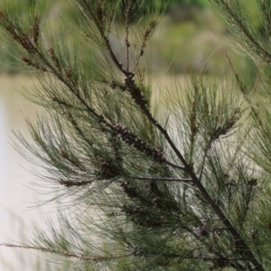 Paropsisterna beata at Hume, ACT - 14 Mar 2022