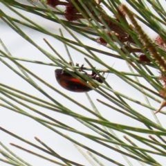 Paropsisterna beata at Hume, ACT - 14 Mar 2022 01:51 PM