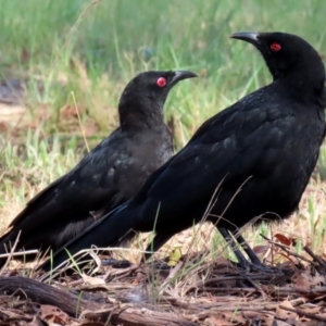 Corcorax melanorhamphos at Macarthur, ACT - 14 Mar 2022