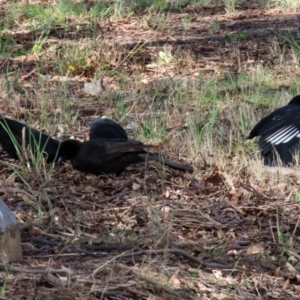 Corcorax melanorhamphos at Macarthur, ACT - 14 Mar 2022