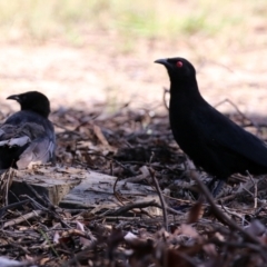 Corcorax melanorhamphos at Macarthur, ACT - 14 Mar 2022