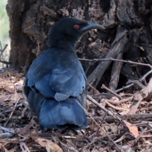 Corcorax melanorhamphos at Macarthur, ACT - 14 Mar 2022